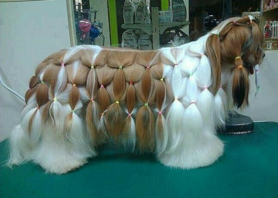 Собака с прической