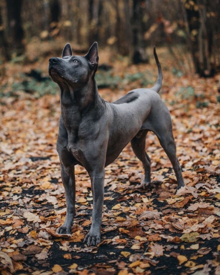 Фото щенки тайский риджбек