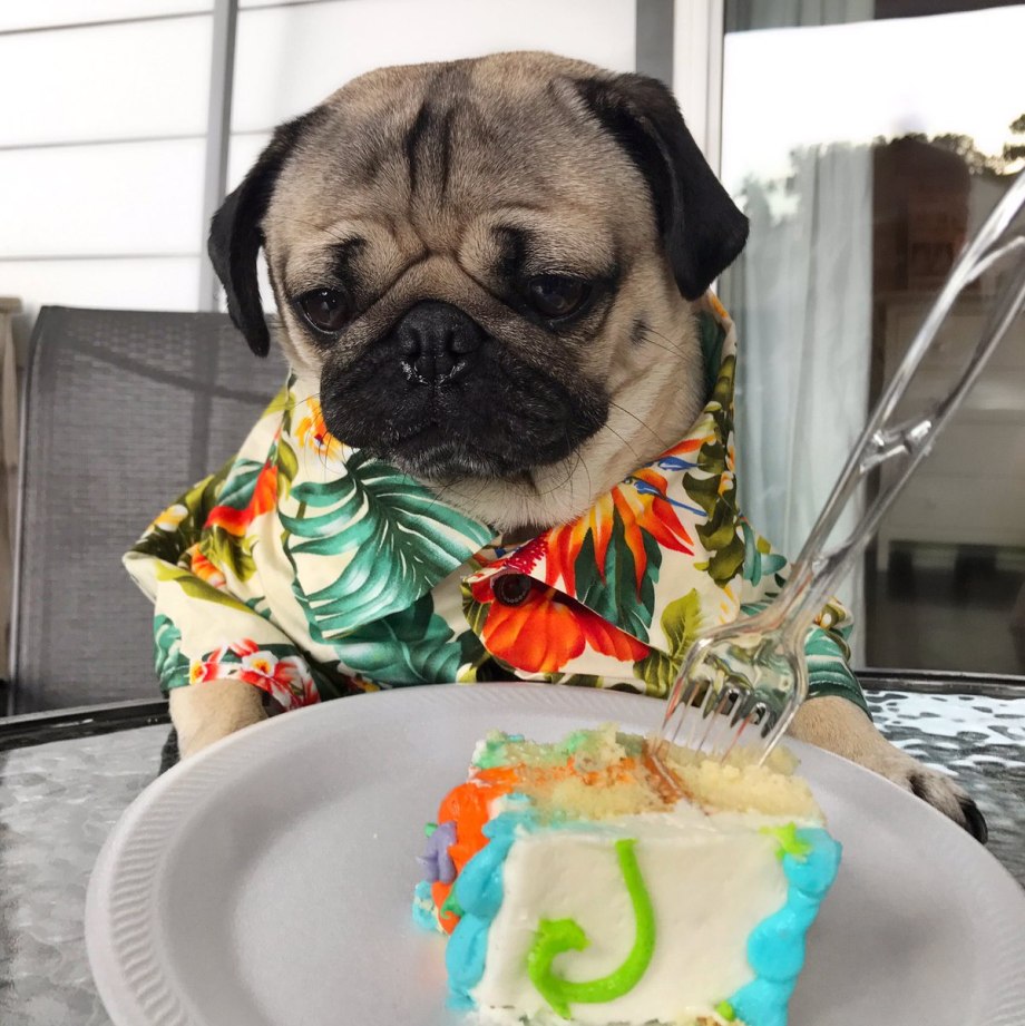 Мопс чиллит