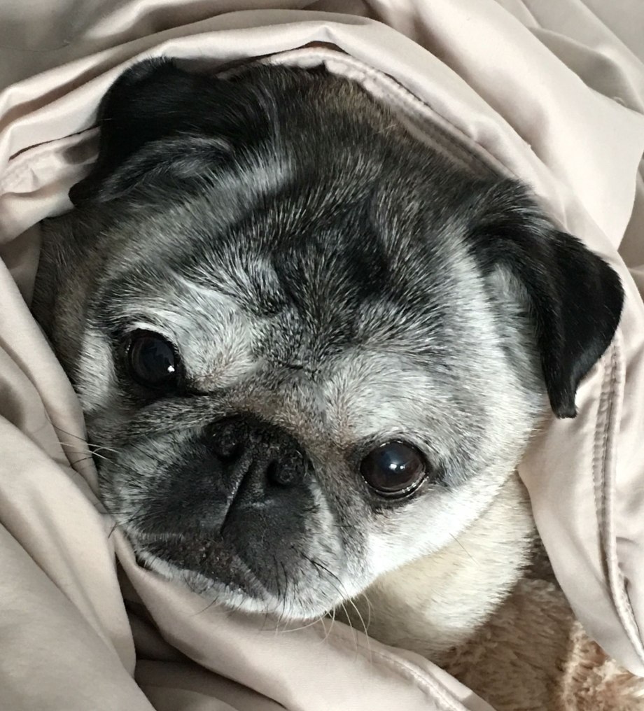 Pug Мопс