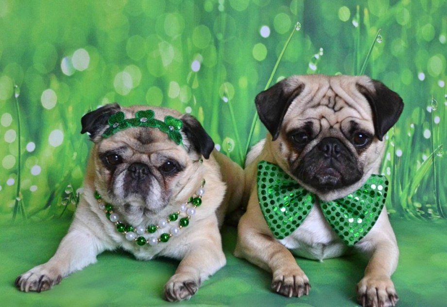Pug Мопс