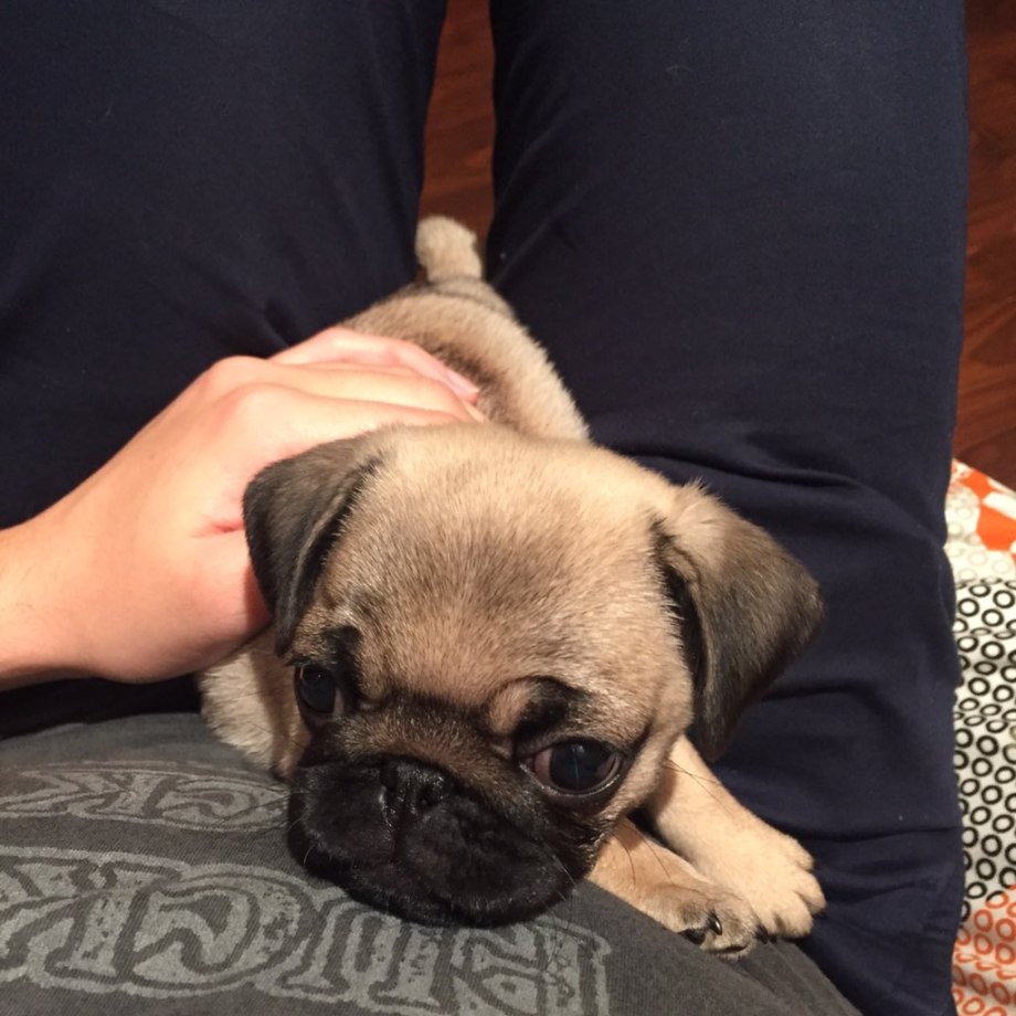 Pug Мопс