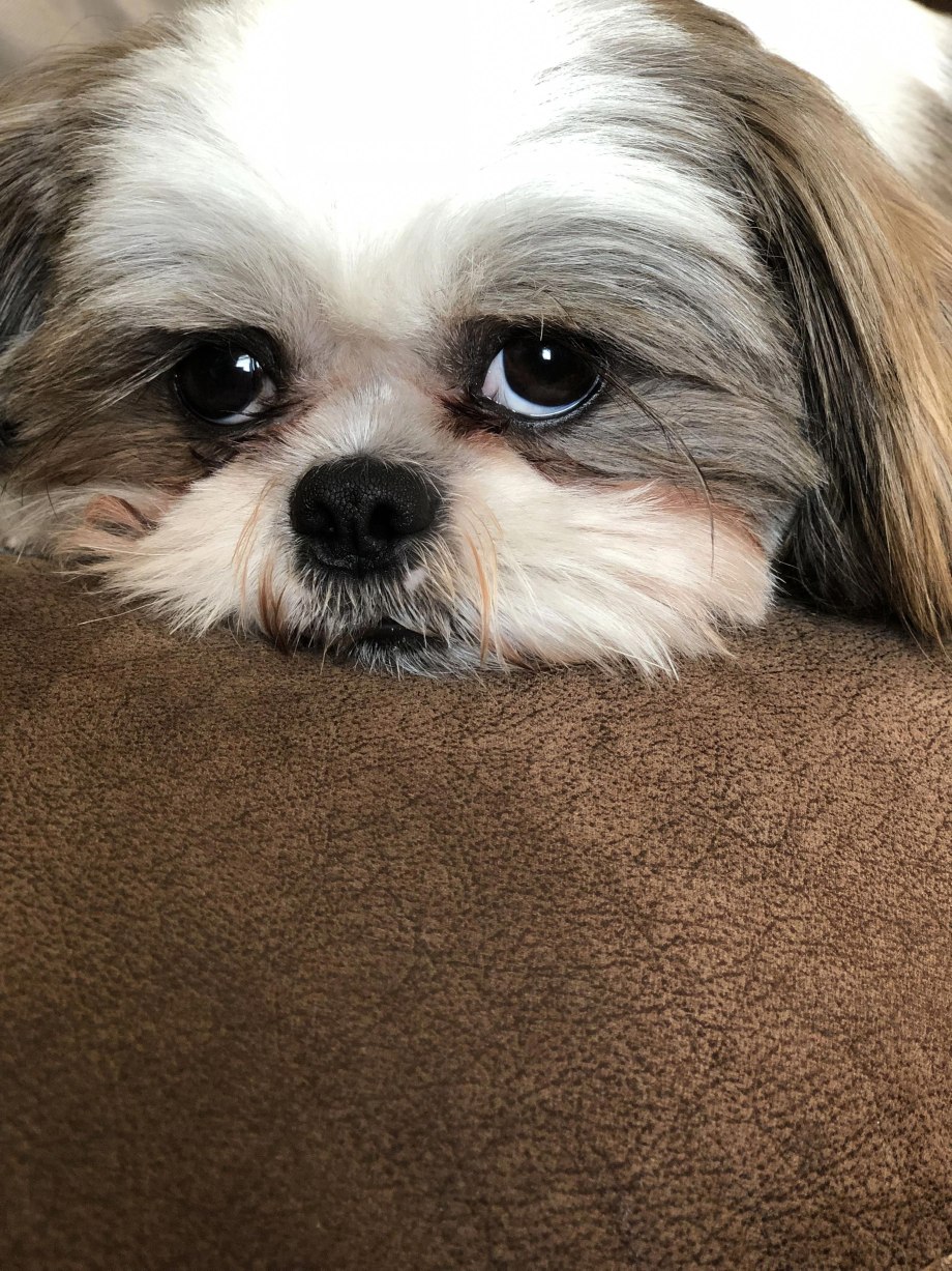 Ши-тцу (Shih Tzu