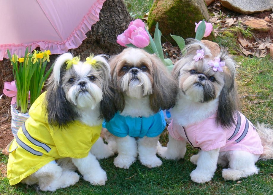 Ши-тцу (Shih Tzu