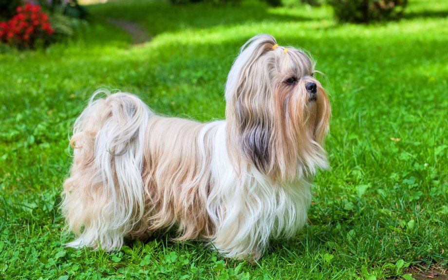 Shih Tzu собака