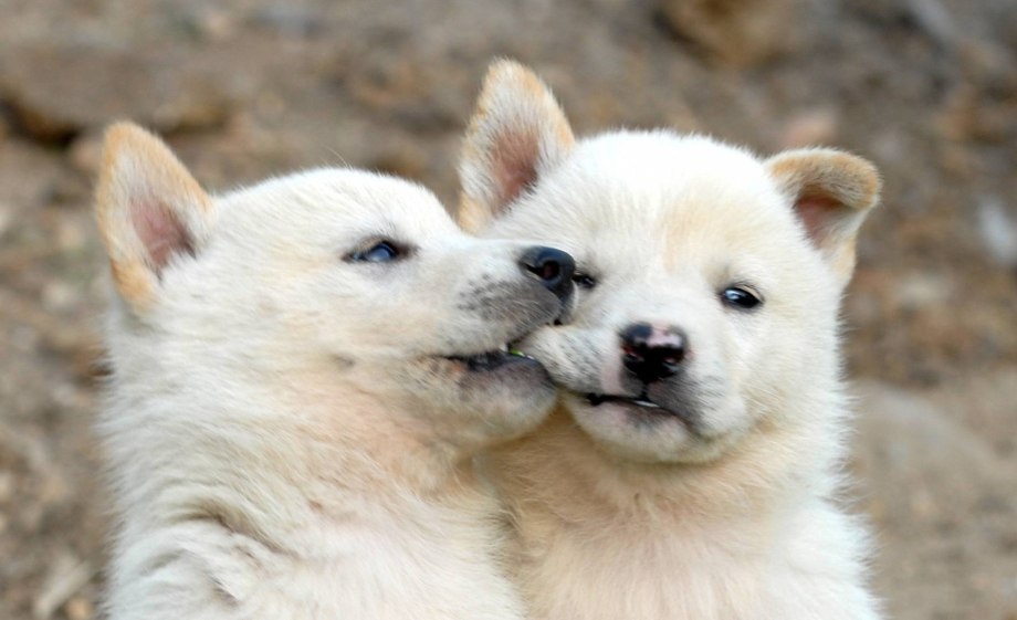 Корейский Чиндо щенок