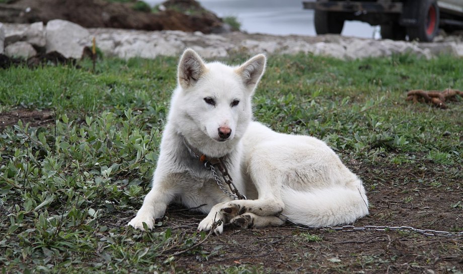 Корейские породы собак Пхунсан