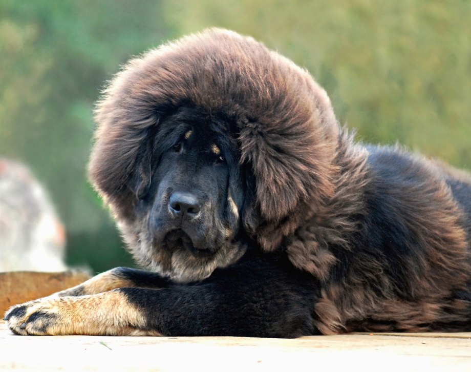 Тибетский мастиф