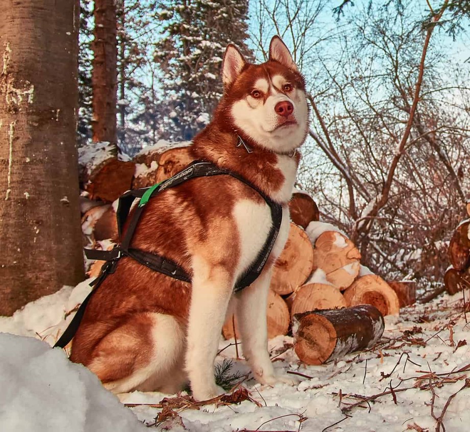 Хаски ред враг