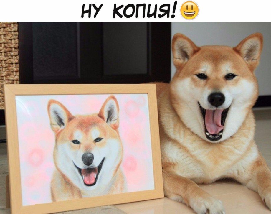 Сиба ину портрет
