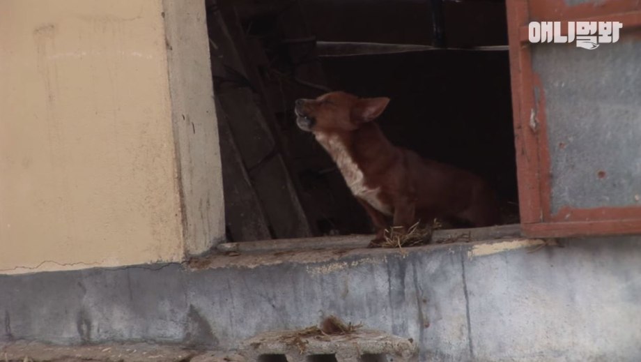 Warming Dogs Australia