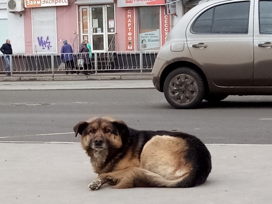 Собаки юмор