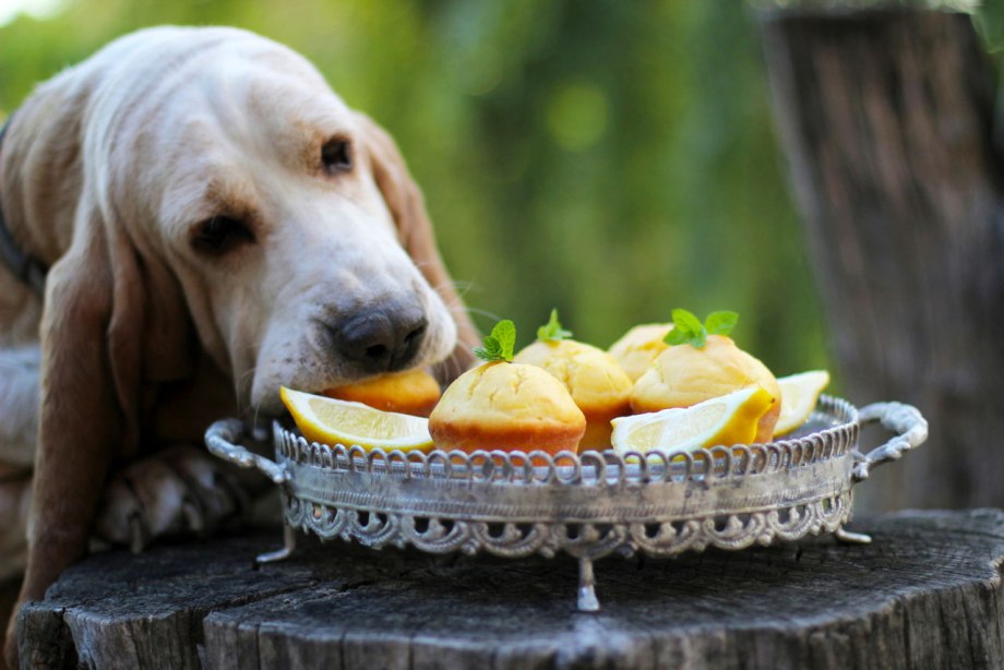 Dog словом
