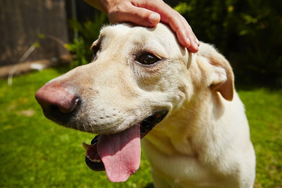 10 Top Angry Dogs
