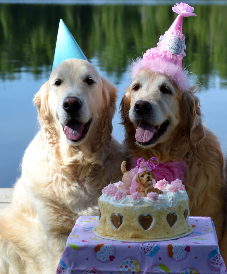 Открытка с собаками на день рождения