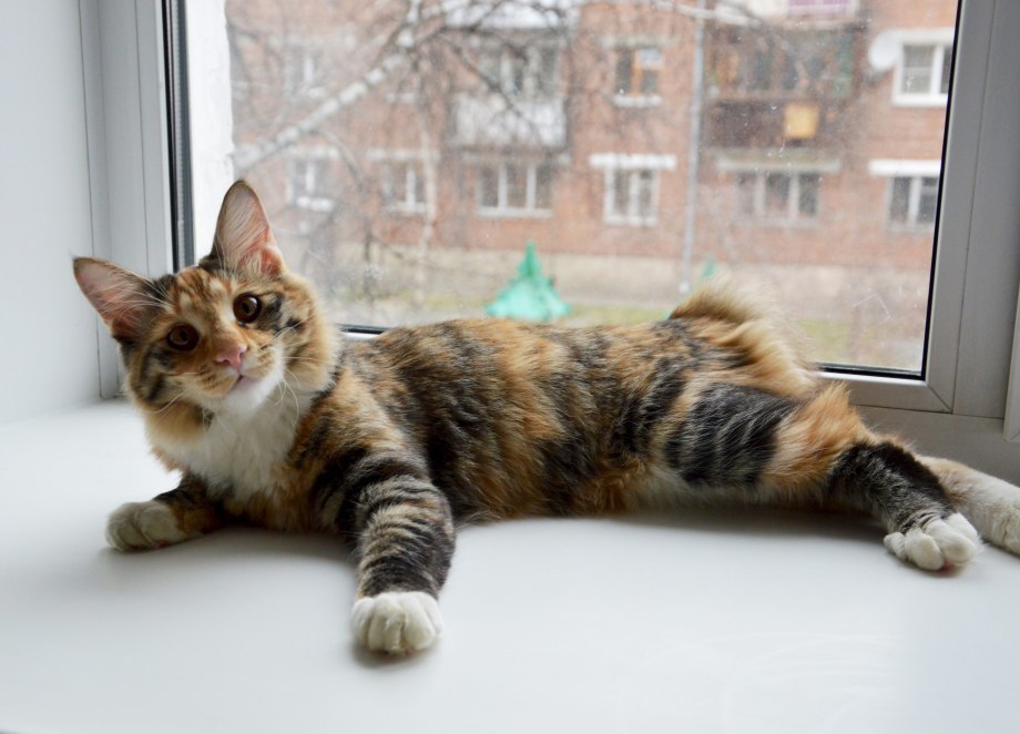 Курильский бобтейл котята трехшерстная