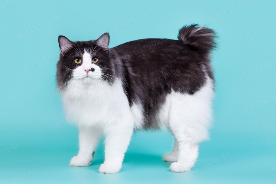 Коты Курильский бобтейл