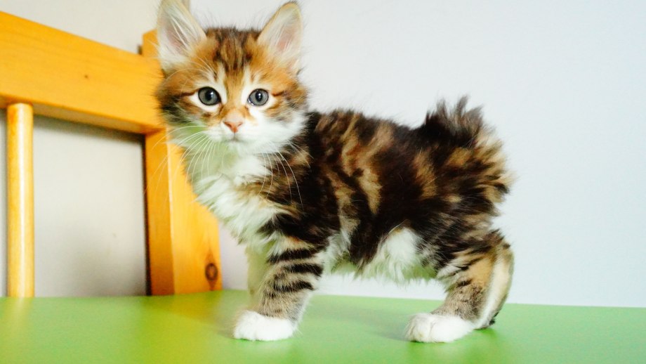 Коты Курильский бобтейл