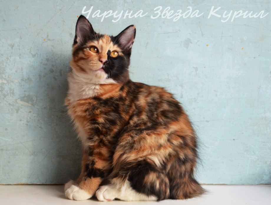 Курильский бобтейл Рысь