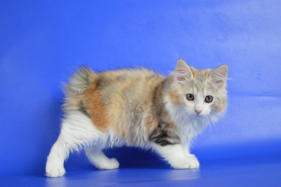 Коты породы бобтейл