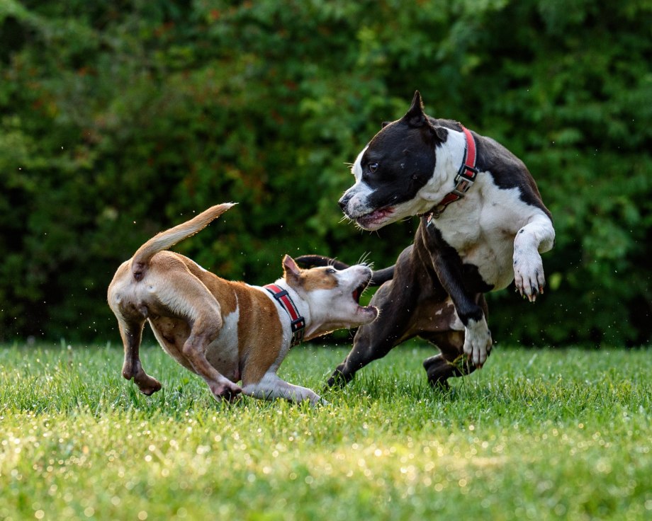 Putbulls