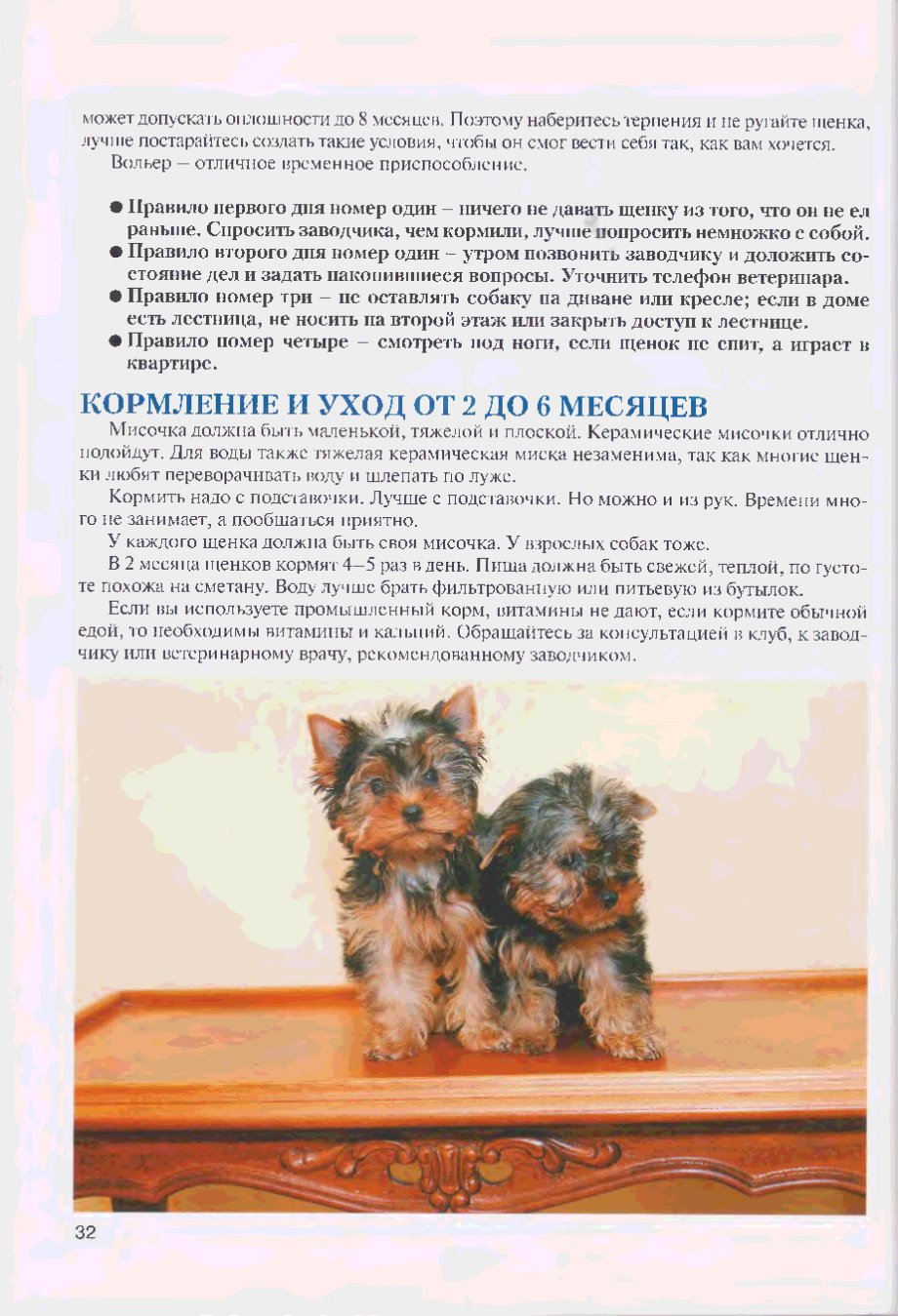 Йоркширский терьер характер