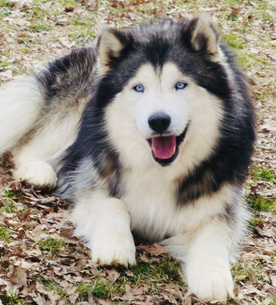 Siberian Husky Wolf