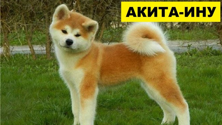Акита-ину уно