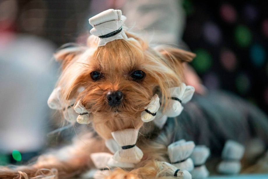 Выставка собак Westminster Kennel Club 2020