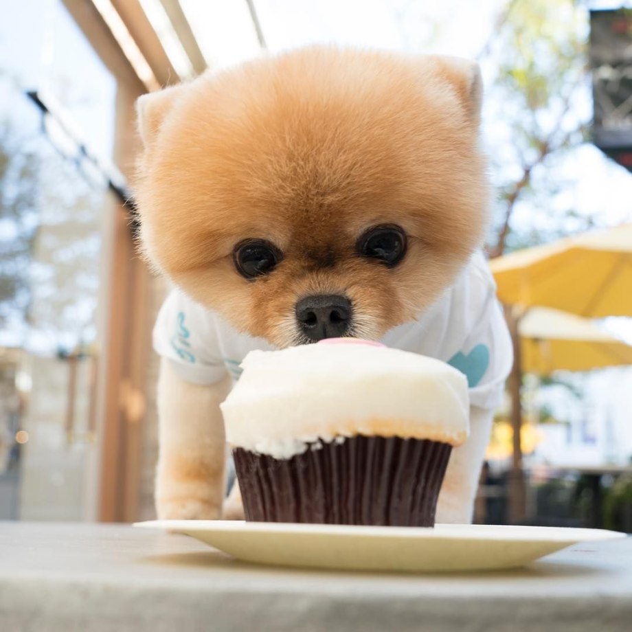 Шпиц jiffpom