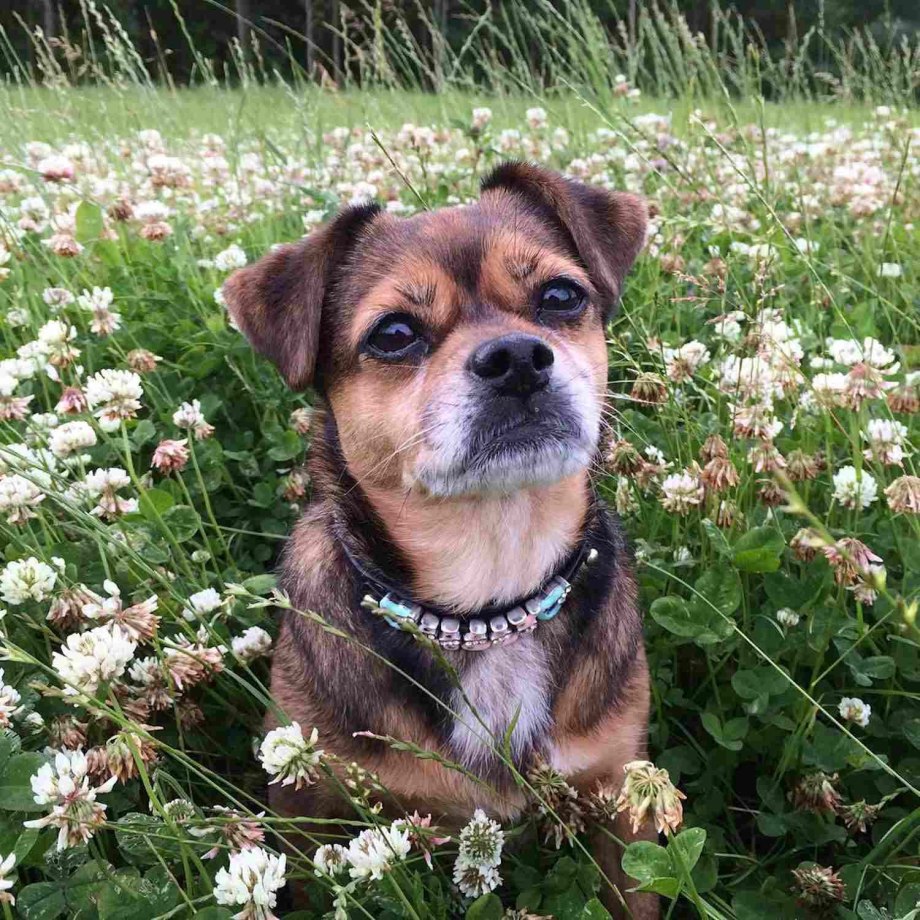 Puggle порода собак