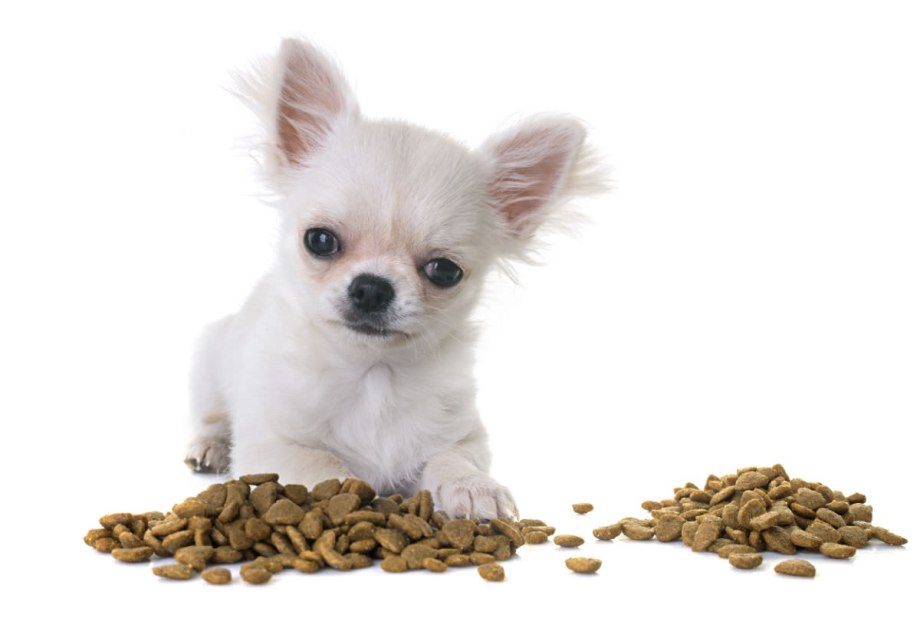 Can Dogs Drink Milk?