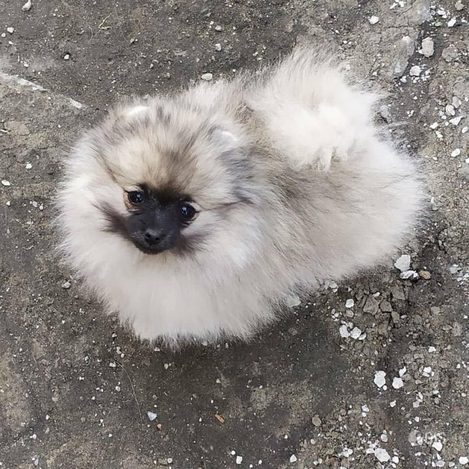 Померанский шпиц пакеты