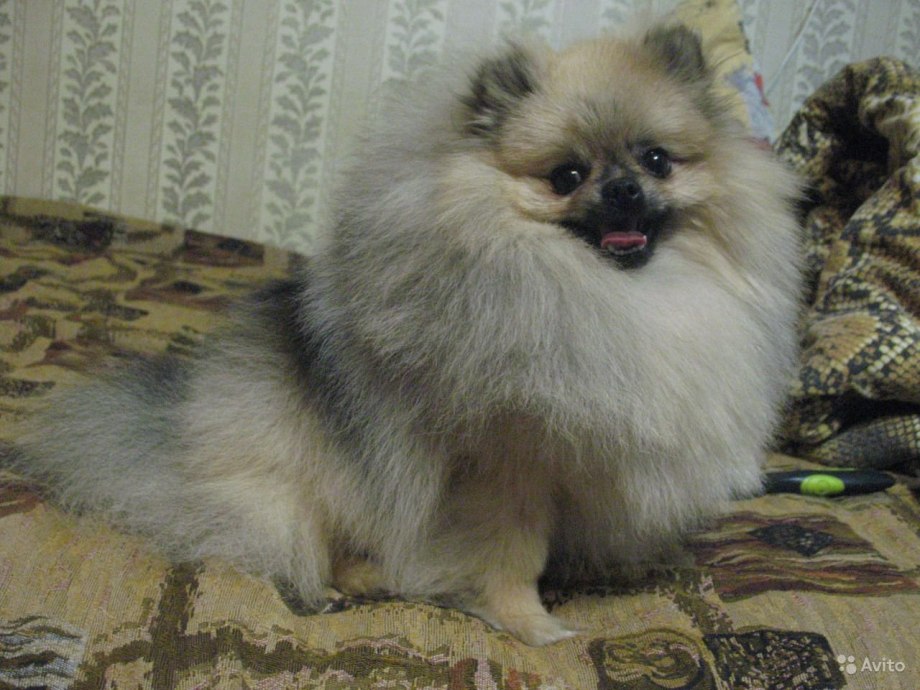 Померанский шпиц оранж