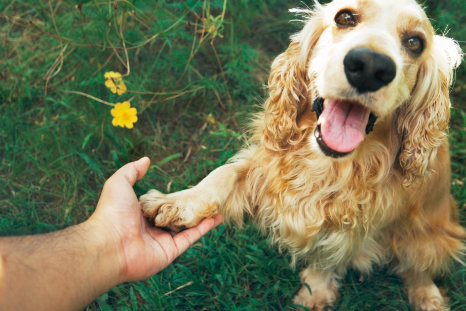 American Cocker Spaniel