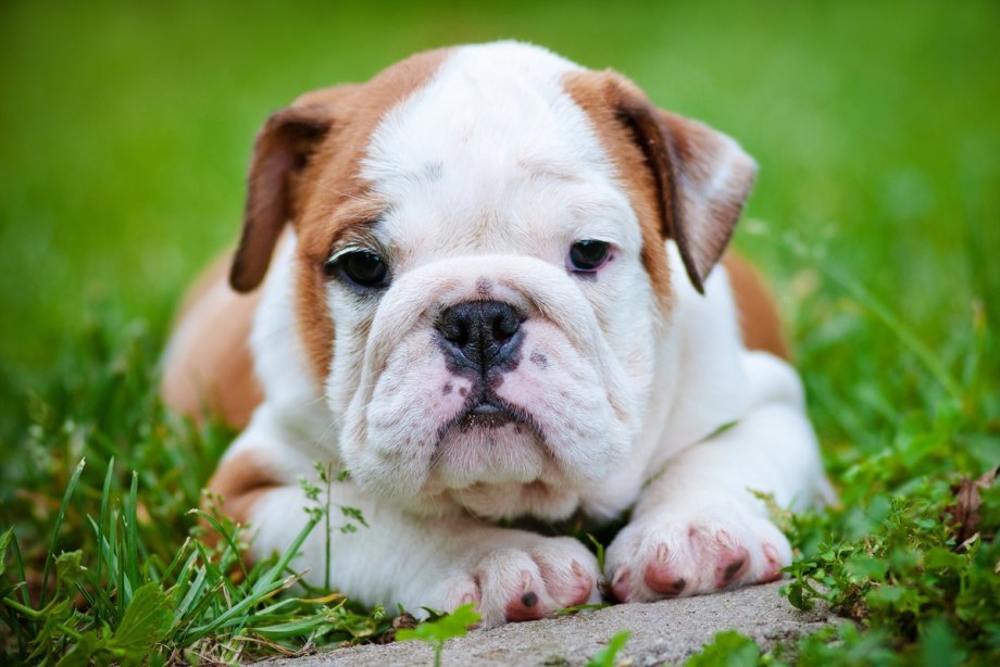 Bulldog Puppy