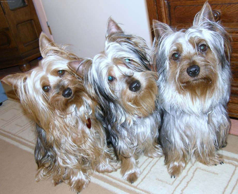Australian Silky Terrier
