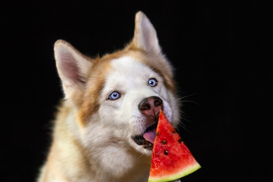 Husky Watermelon