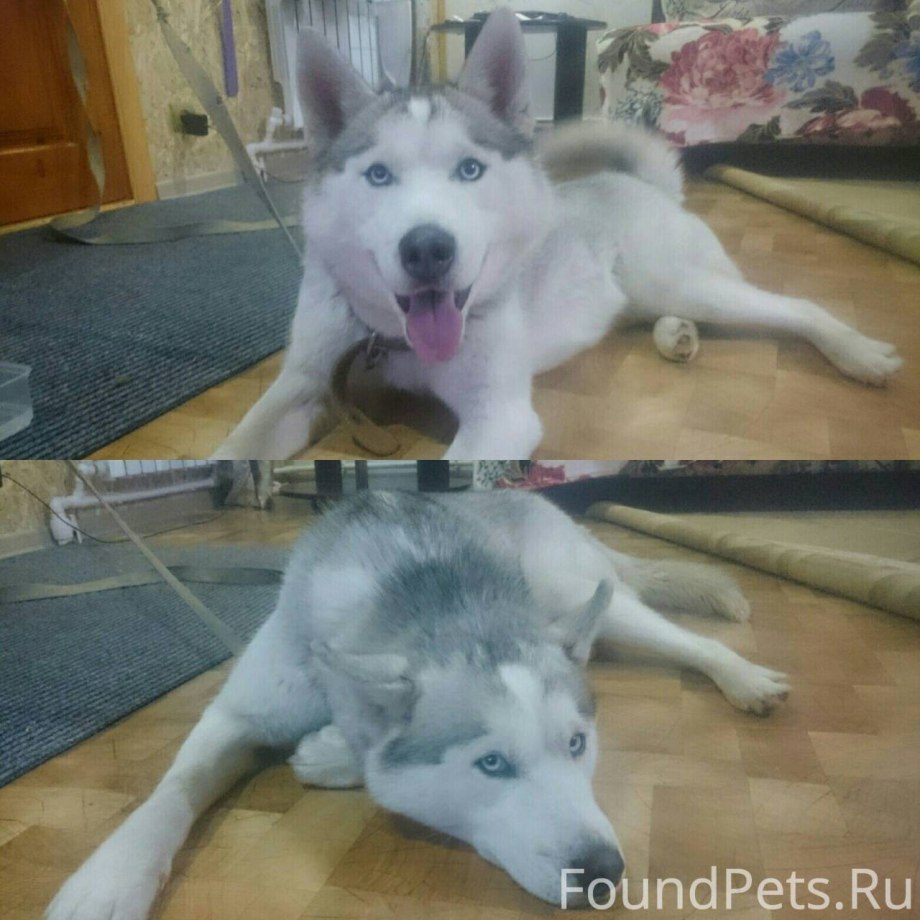 Потерялась хаски Саранск