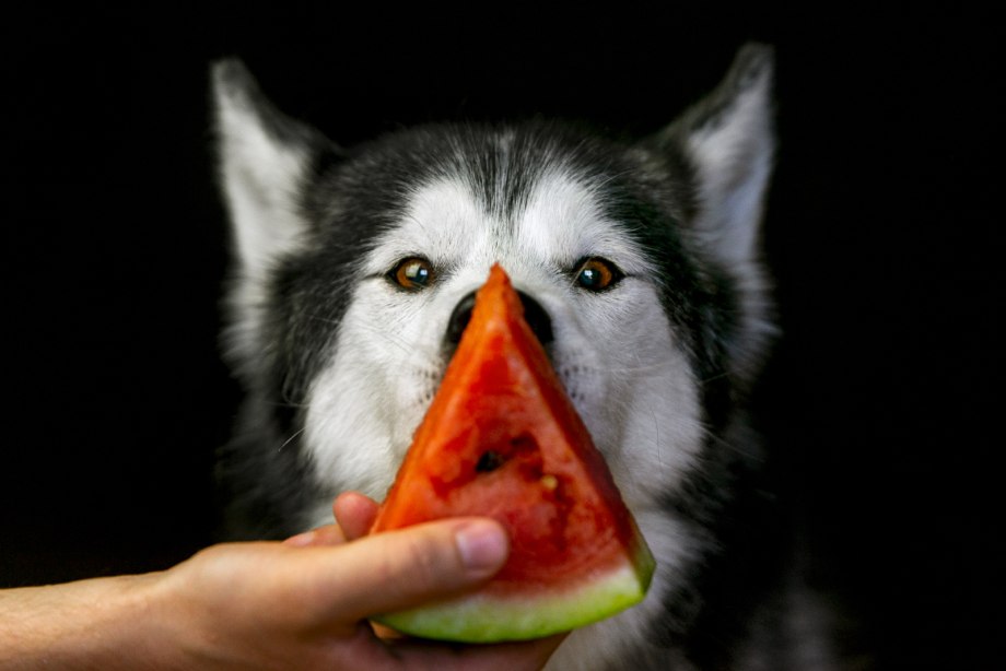 Husky Watermelon