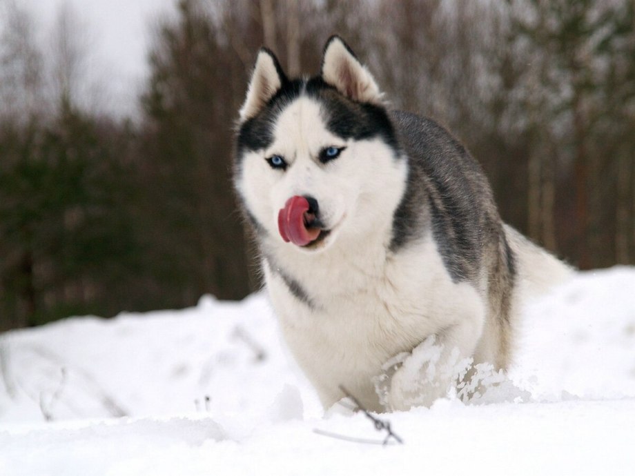 In Dogs we Trust хаски