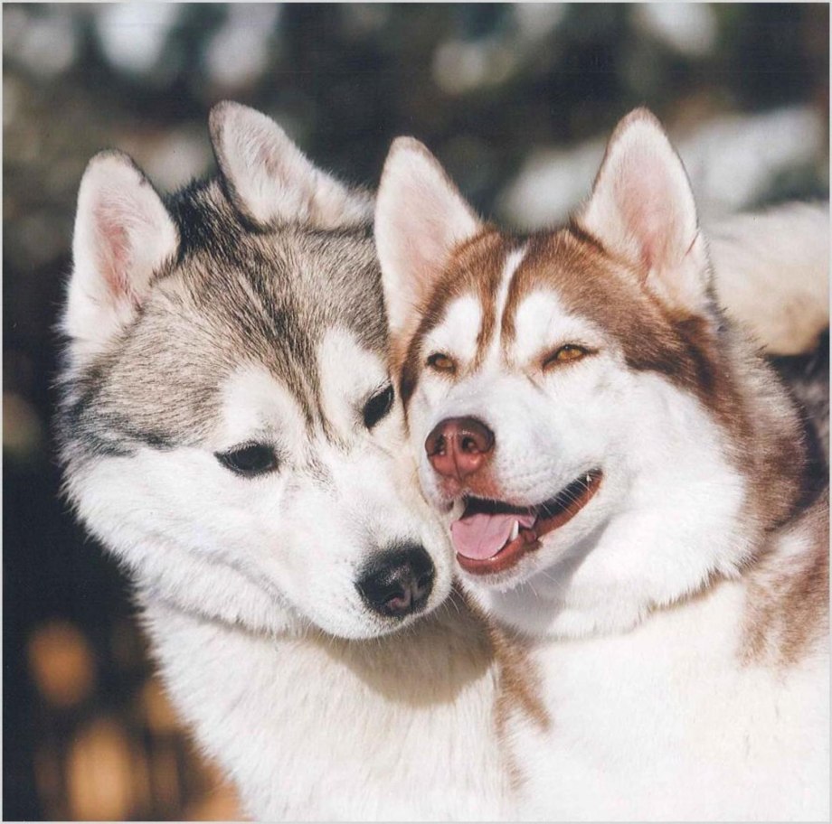 Two Huskies at Home
