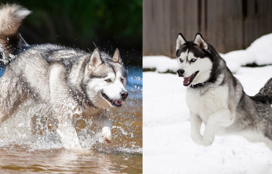Хаски vs лайка