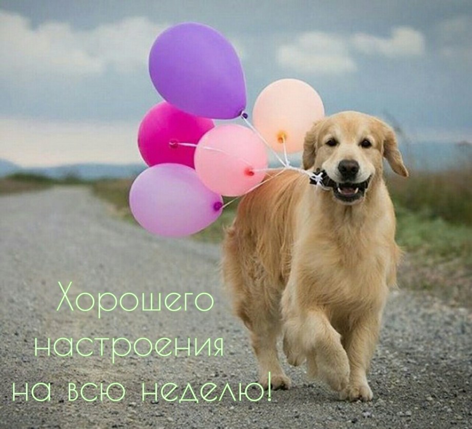 Воздушные шары собака