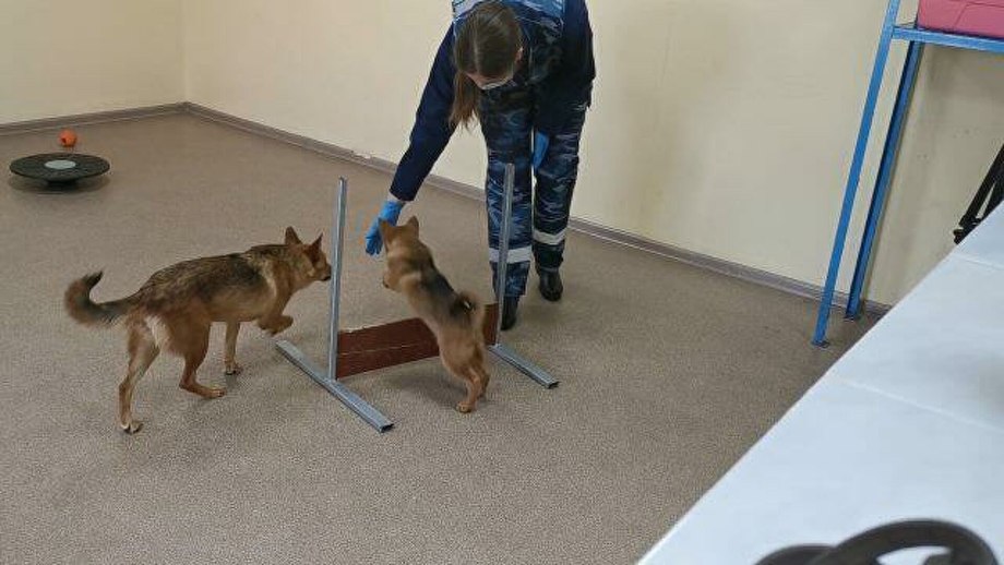 Шалайка на службе