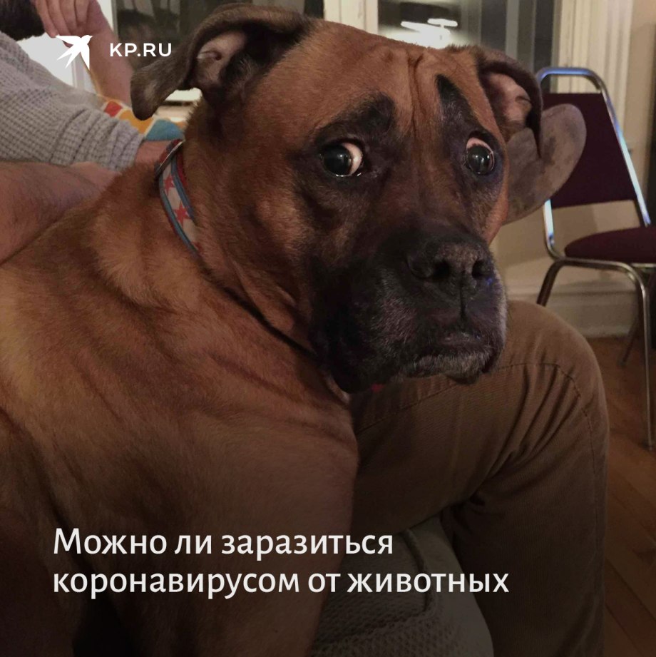 Собака сутулая Макс