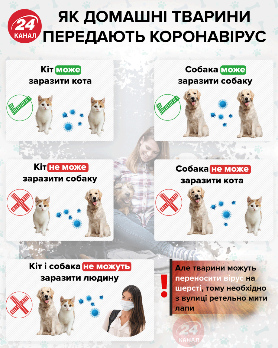 Коронавирус передается животным