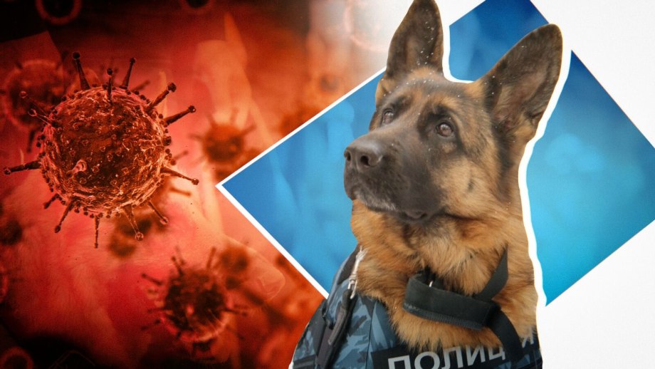 Собака заразилась коронавирусом