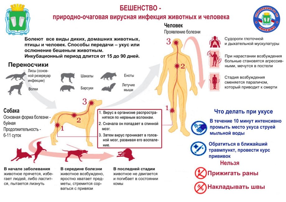 Собака с градусником