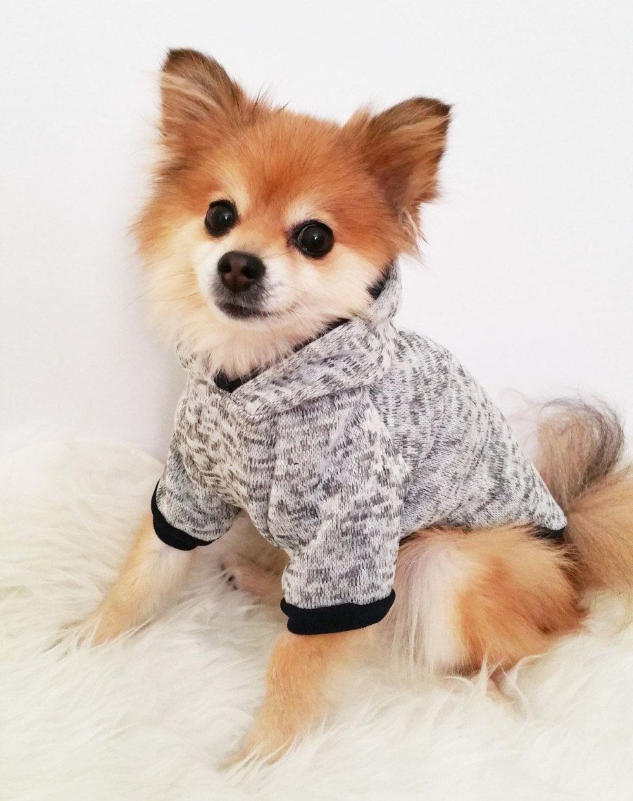Померанский шпиц щенок Boo